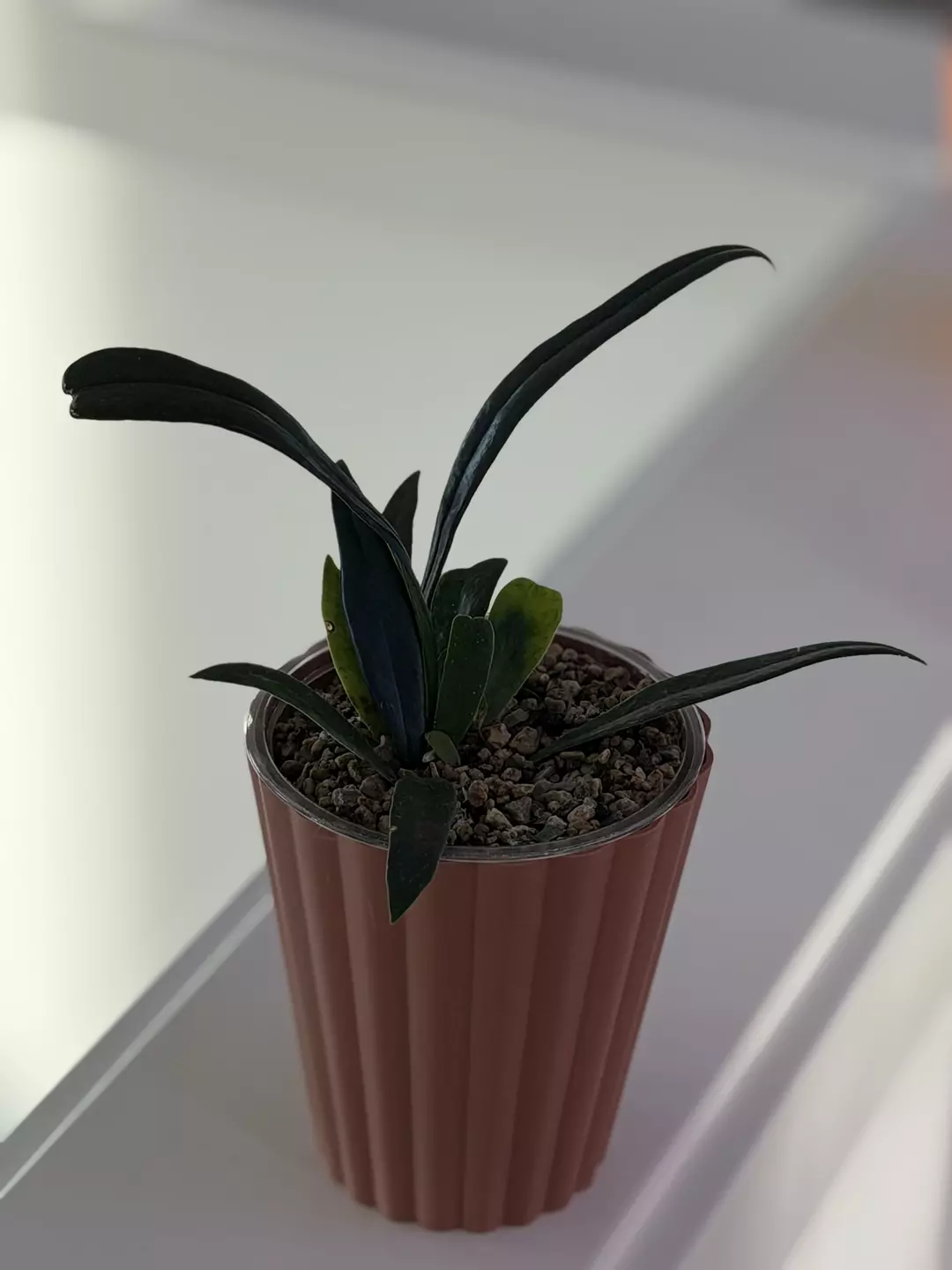 Blue Oil Fern thumbnail