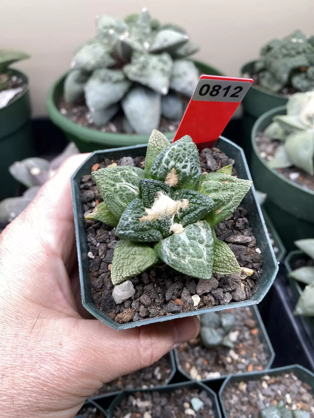 812 Ariocarpus Hintonii Seed Grown thumbnail