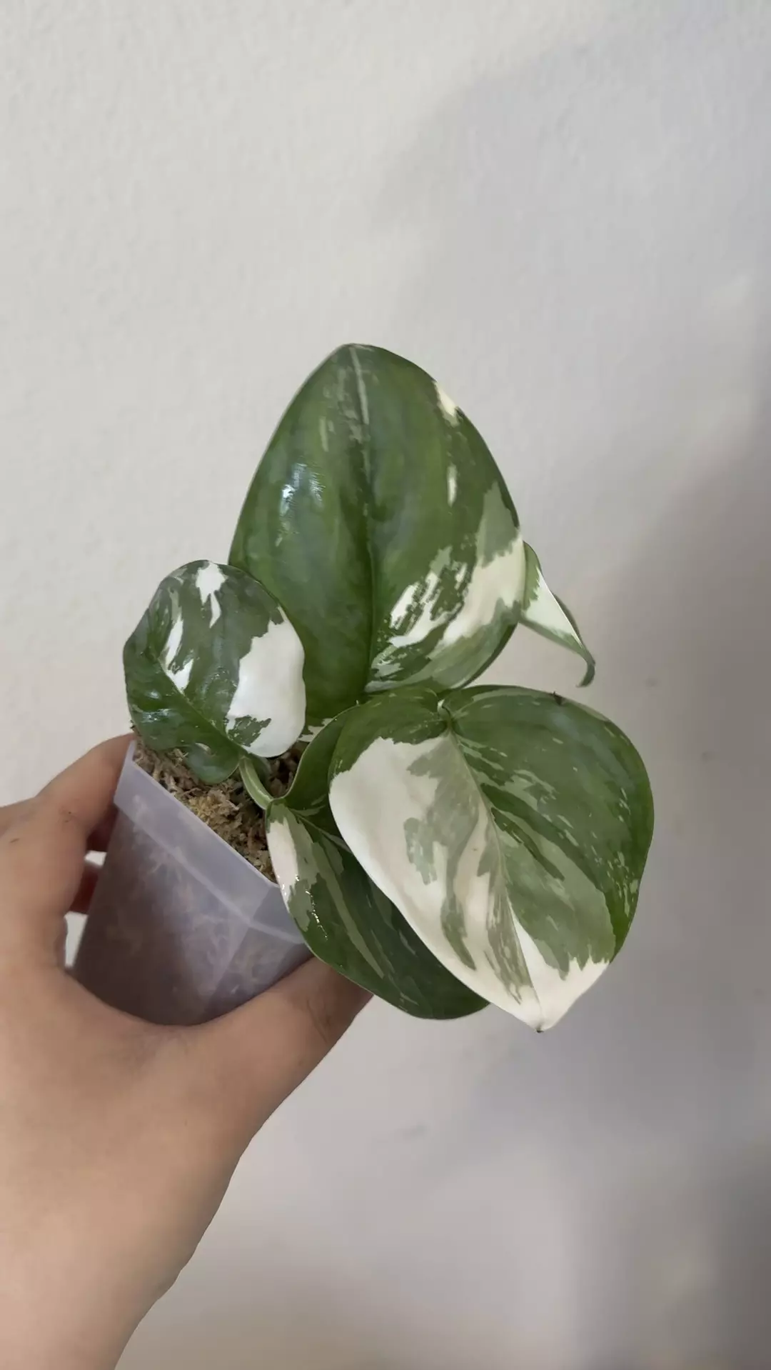 Scindapsus moonlight albo  thumbnail