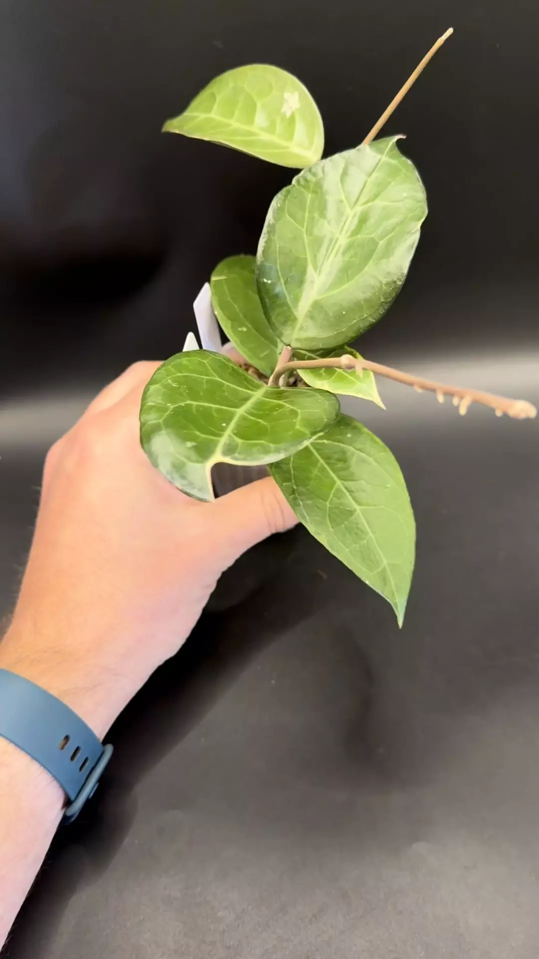 Hoya Tanggamus Albo #74 thumbnail