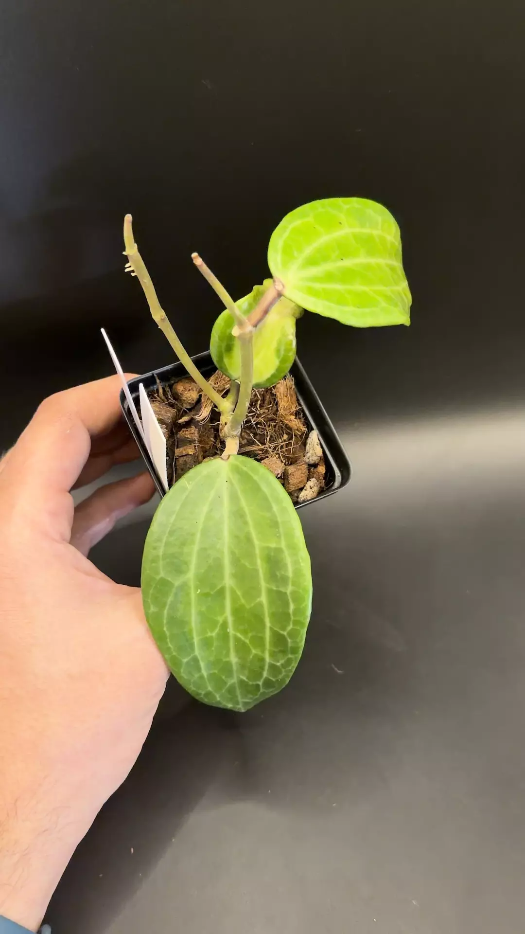 🔥 Hoya ‘Wasabi’ Latifolia #58 thumbnail