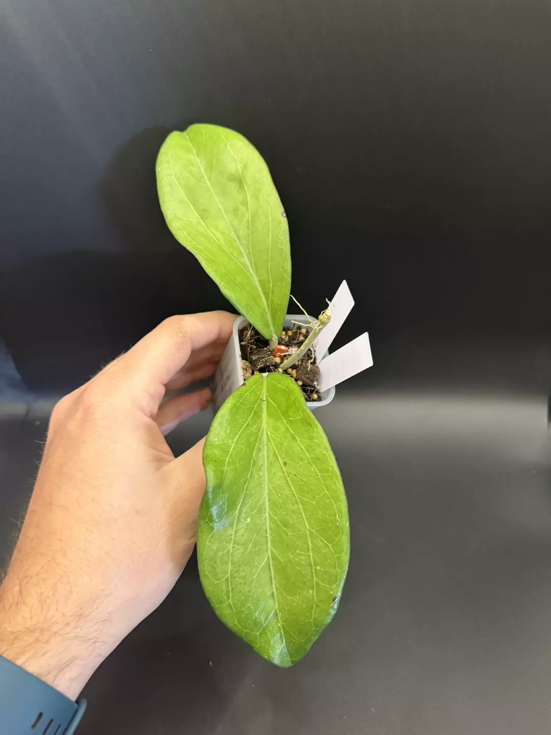 Hoya ‘Maliksi’ UPT #32 thumbnail