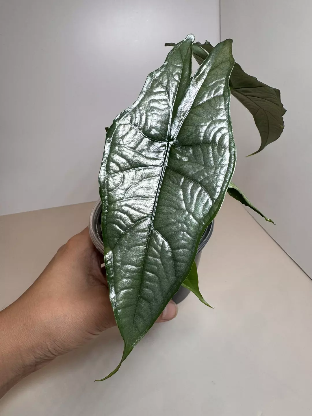 Alocasia Dragon’s Breath thumbnail