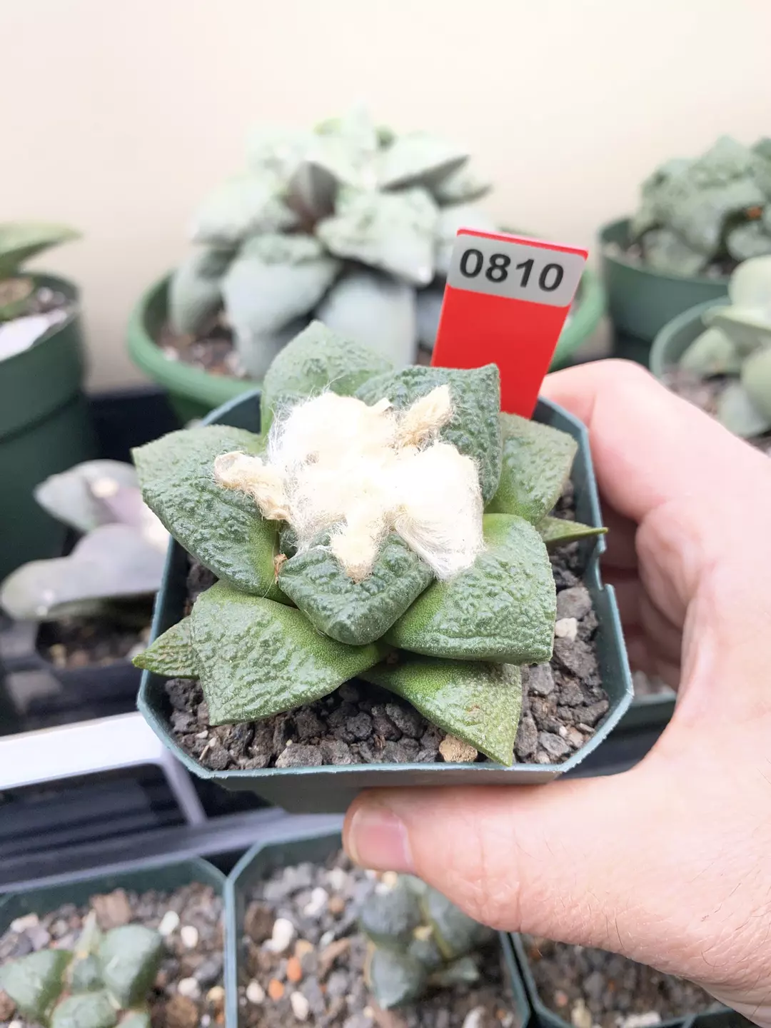 810 Ariocarpus Godzilla Seed Grown thumbnail