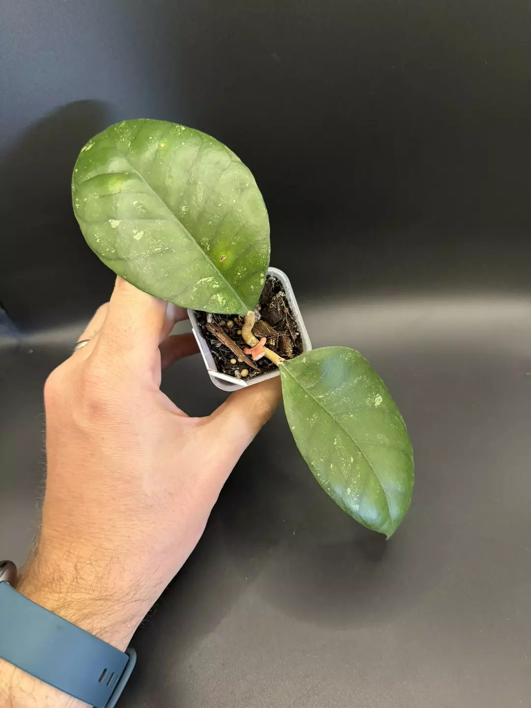 Hoya sp. Ivory Mountain (big leaves) #122 thumbnail