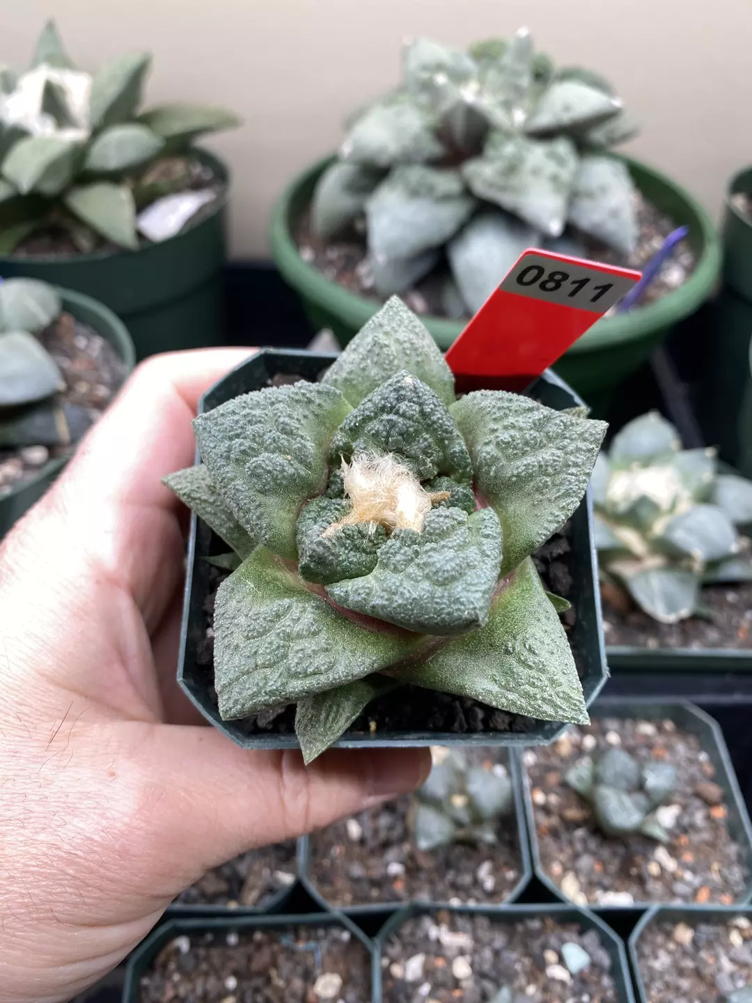811 Ariocarpus Godzilla Seed Grown thumbnail