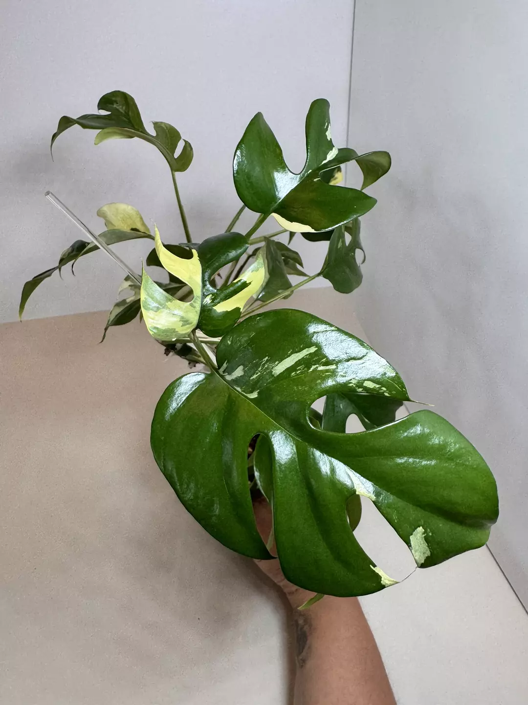 Rhapidophora Tetrasperma Albo 0682 thumbnail