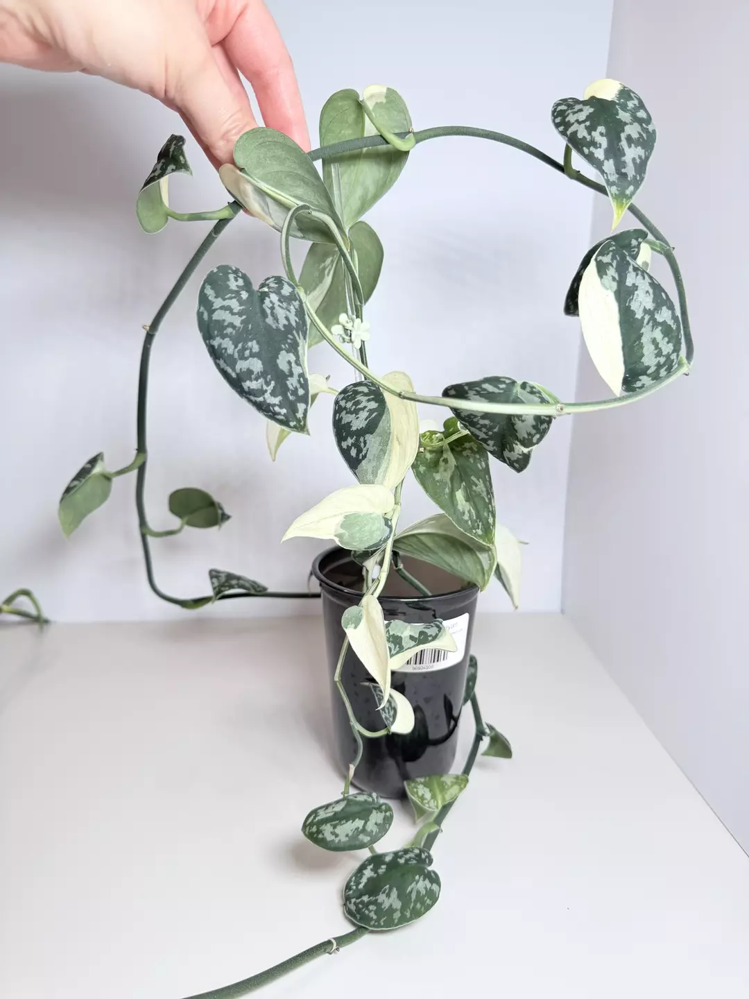 Scindapsus Mayari thumbnail