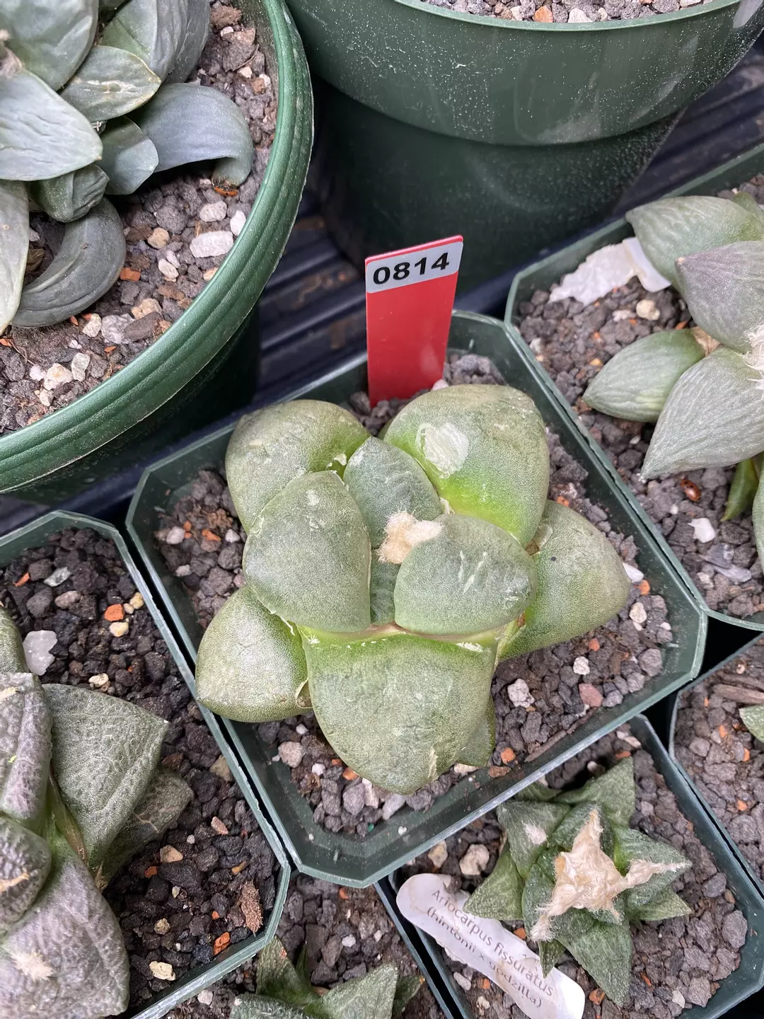 814 Ariocarpus Lloydii Seed Grown thumbnail