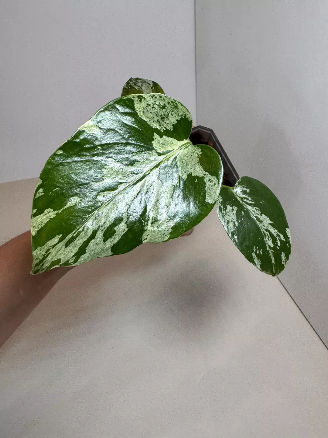 Monstera Deliciosa Bulbasaur 0671 thumbnail