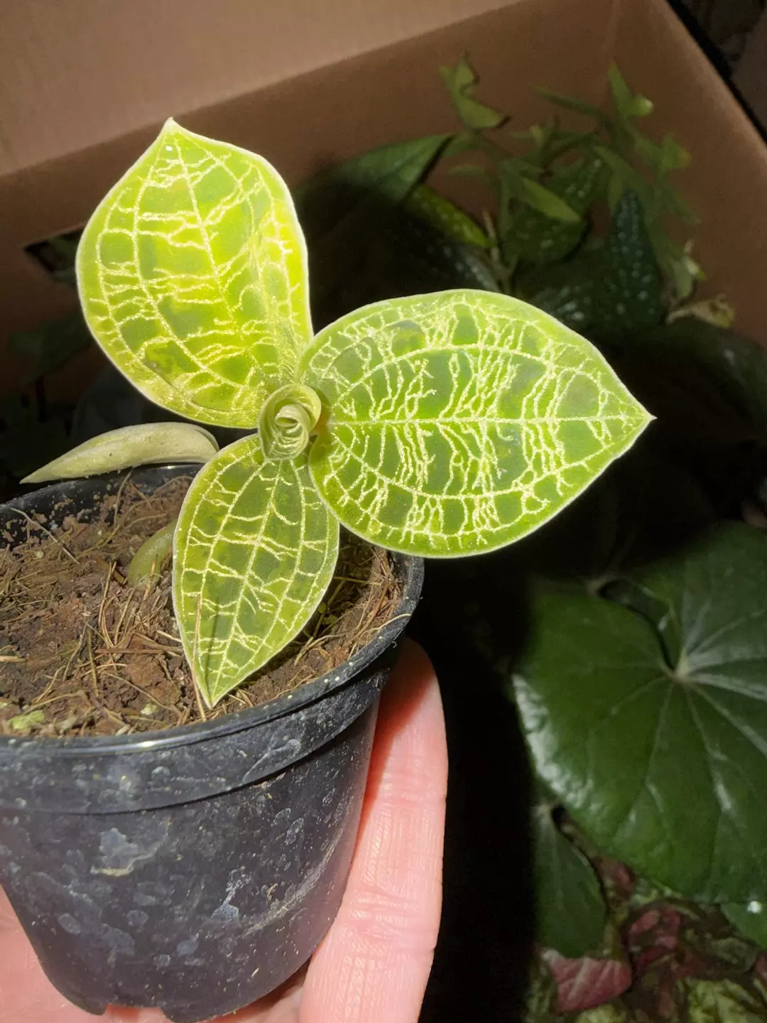 Electric Jewel Orchid  thumbnail