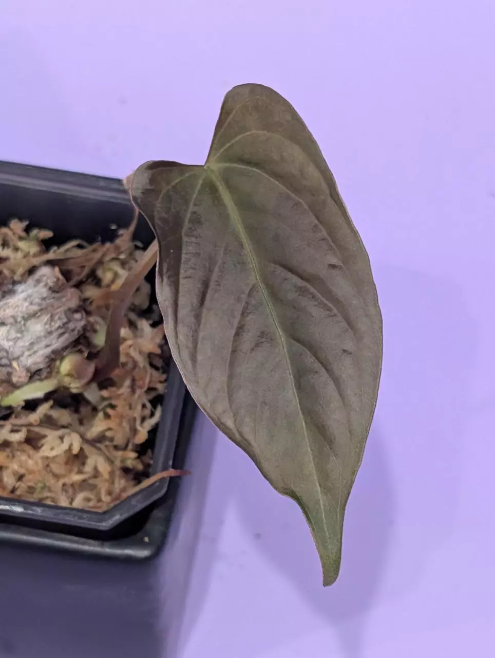 Funky Dark Mama x pap A+ prop (Fontanimal) thumbnail