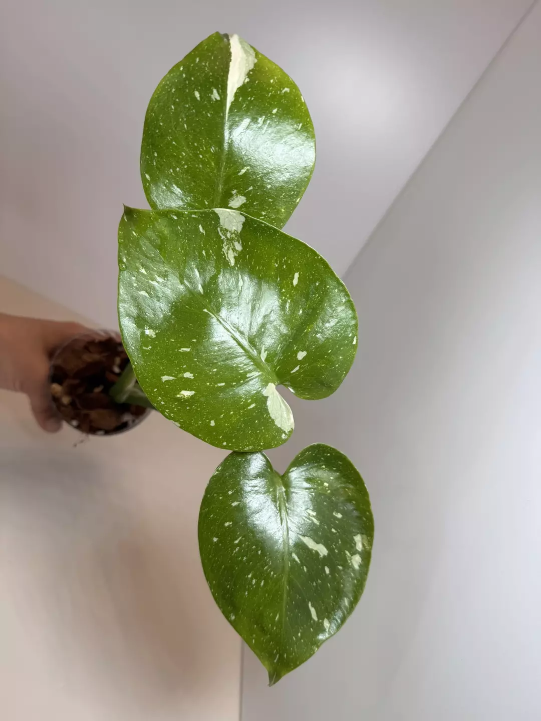 Monstera Thai Con 0670 thumbnail