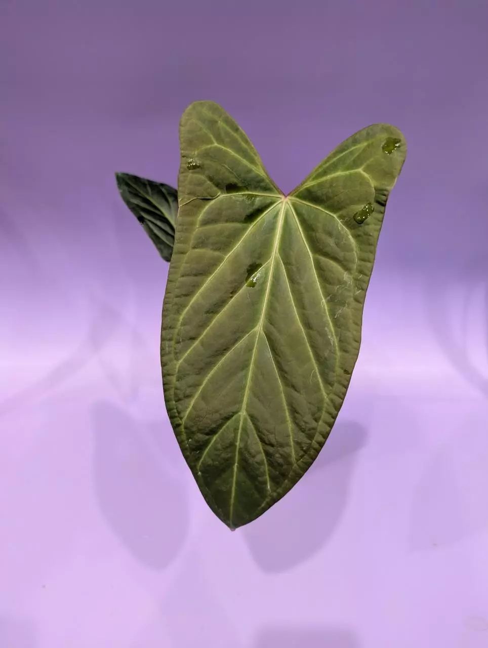 Crystallinum x ustopoense (GarageTropics) thumbnail