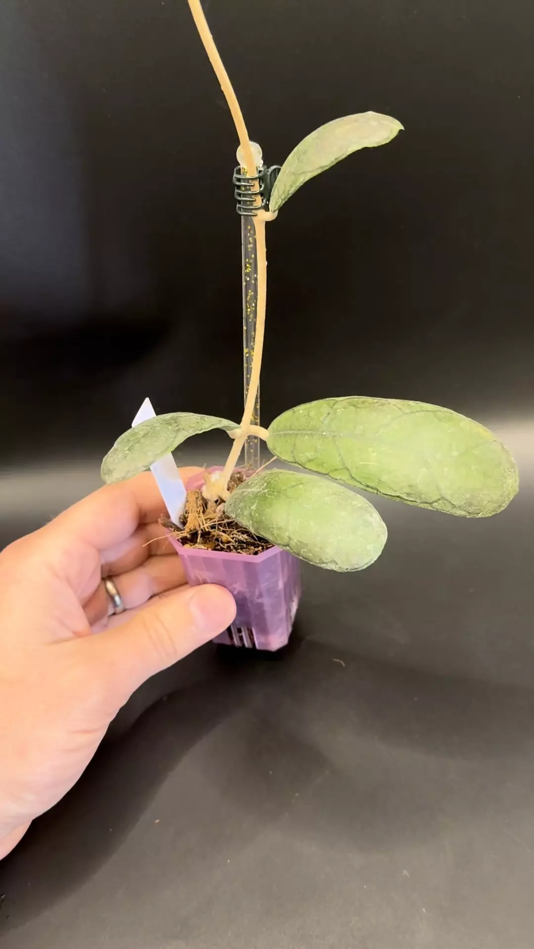 Hoya Sp Aceh Mutia (fuzzy) #101 thumbnail