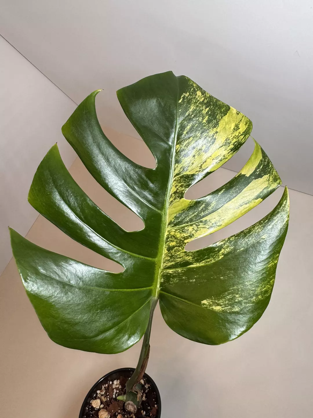 Monstera Aurea 0675 thumbnail