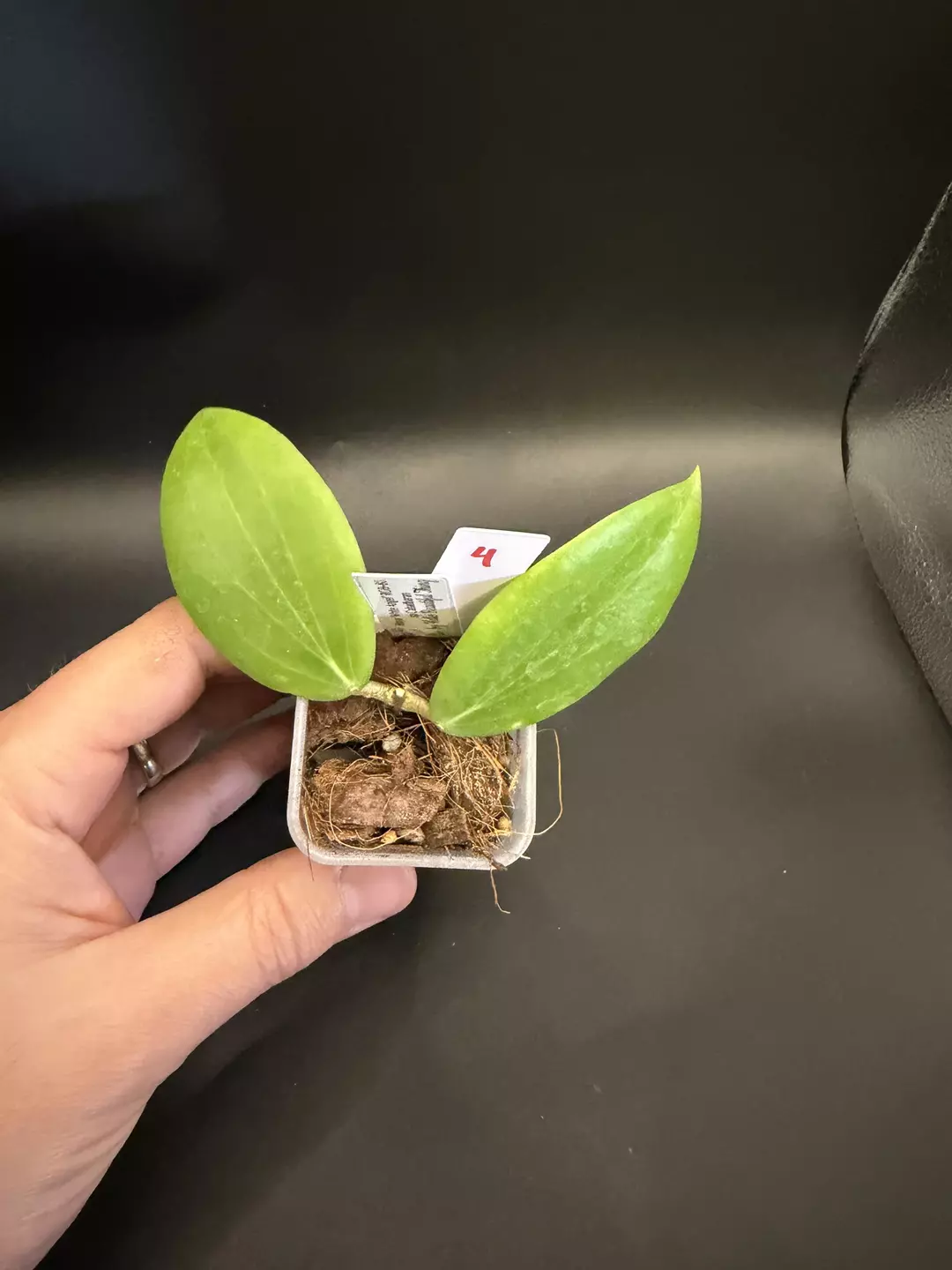 🇵🇭Hoya ‘White Angel’ RGB-80 #04 thumbnail