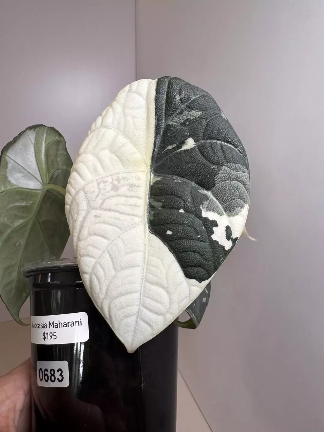 Alocasia Maharani 0683 thumbnail
