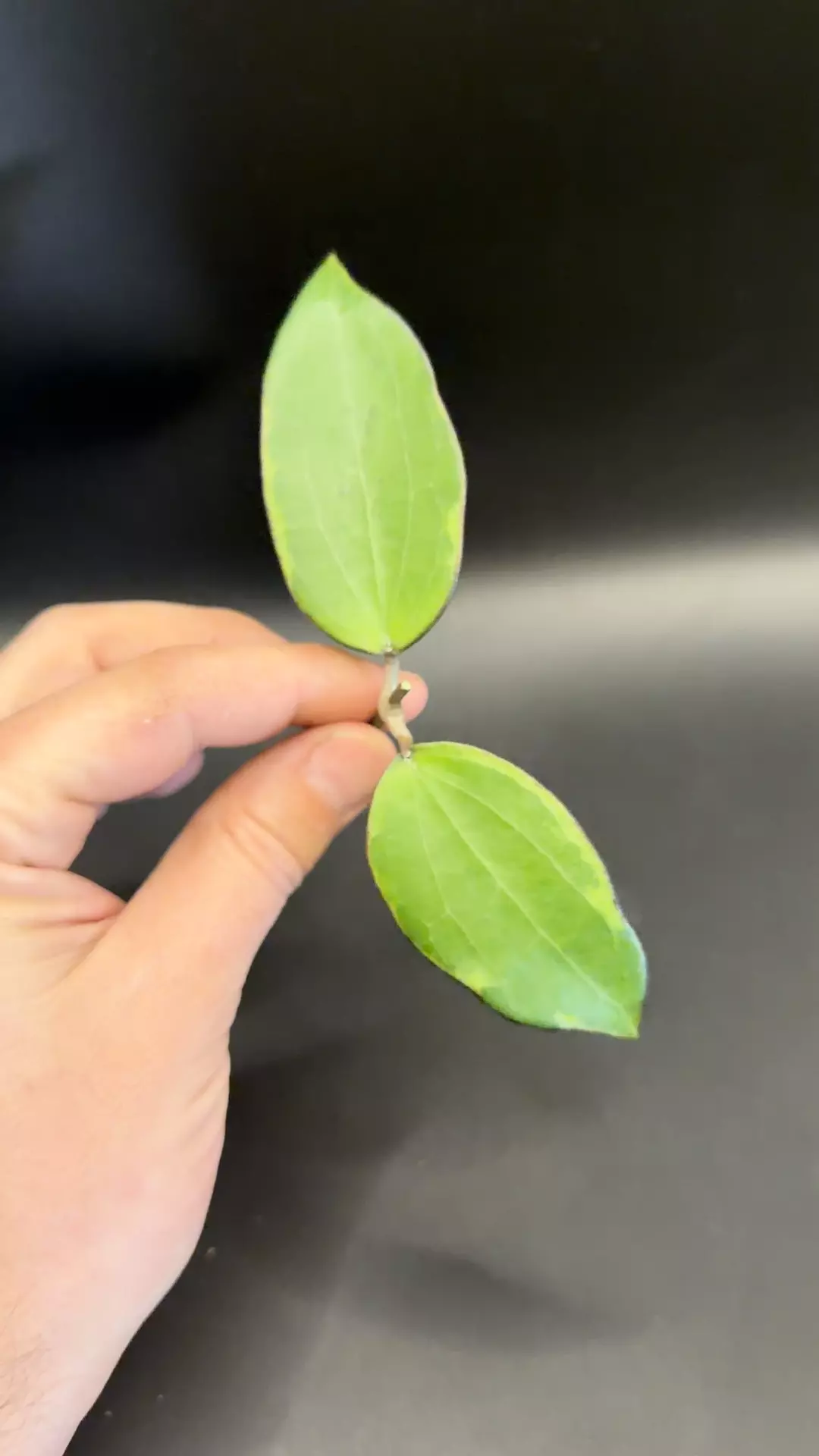 Hoya Cinnamonifolia Albo fresh cutting thumbnail
