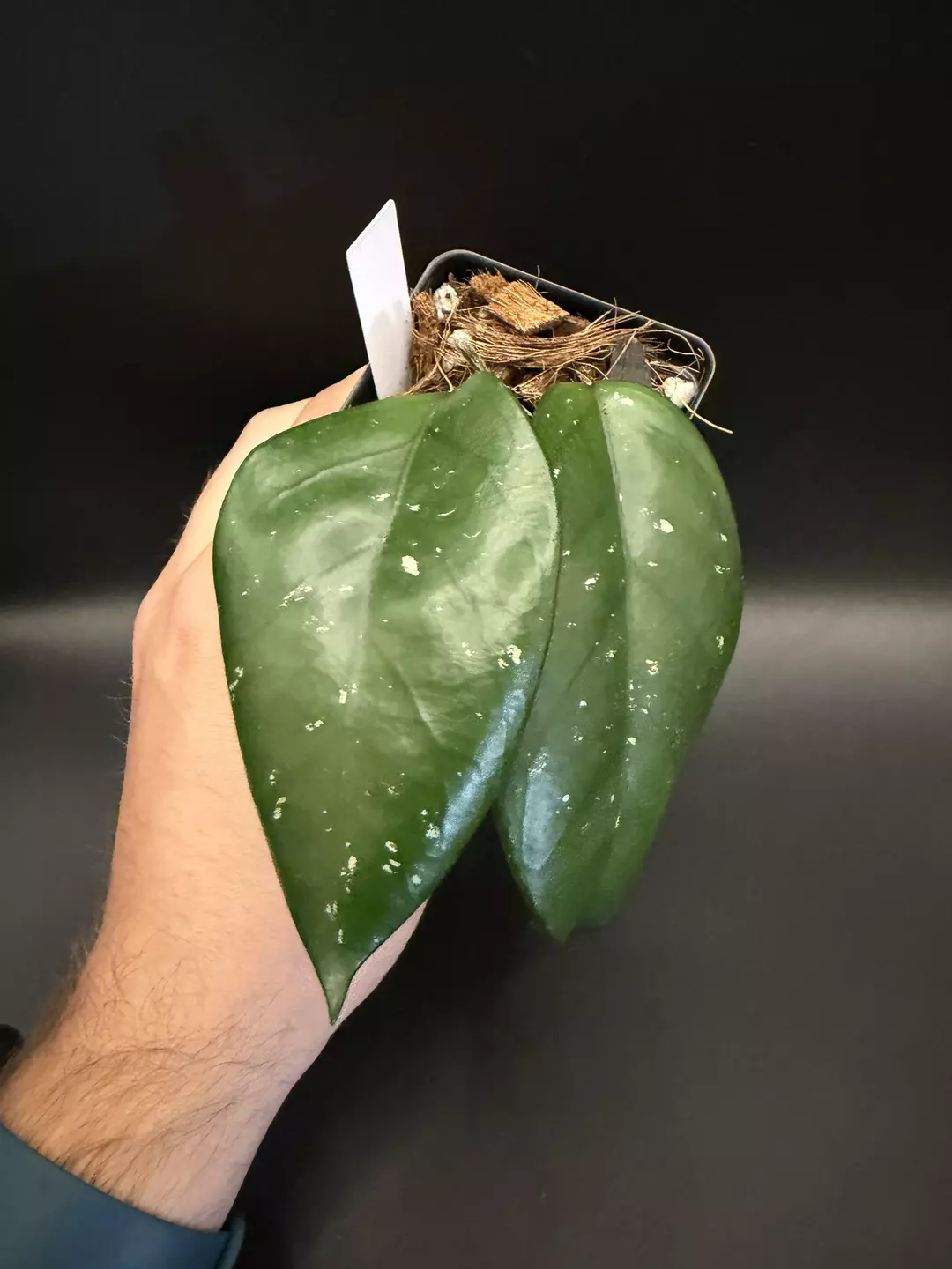 Hoya Fungii x Royal Hawaiian Purple #94 thumbnail