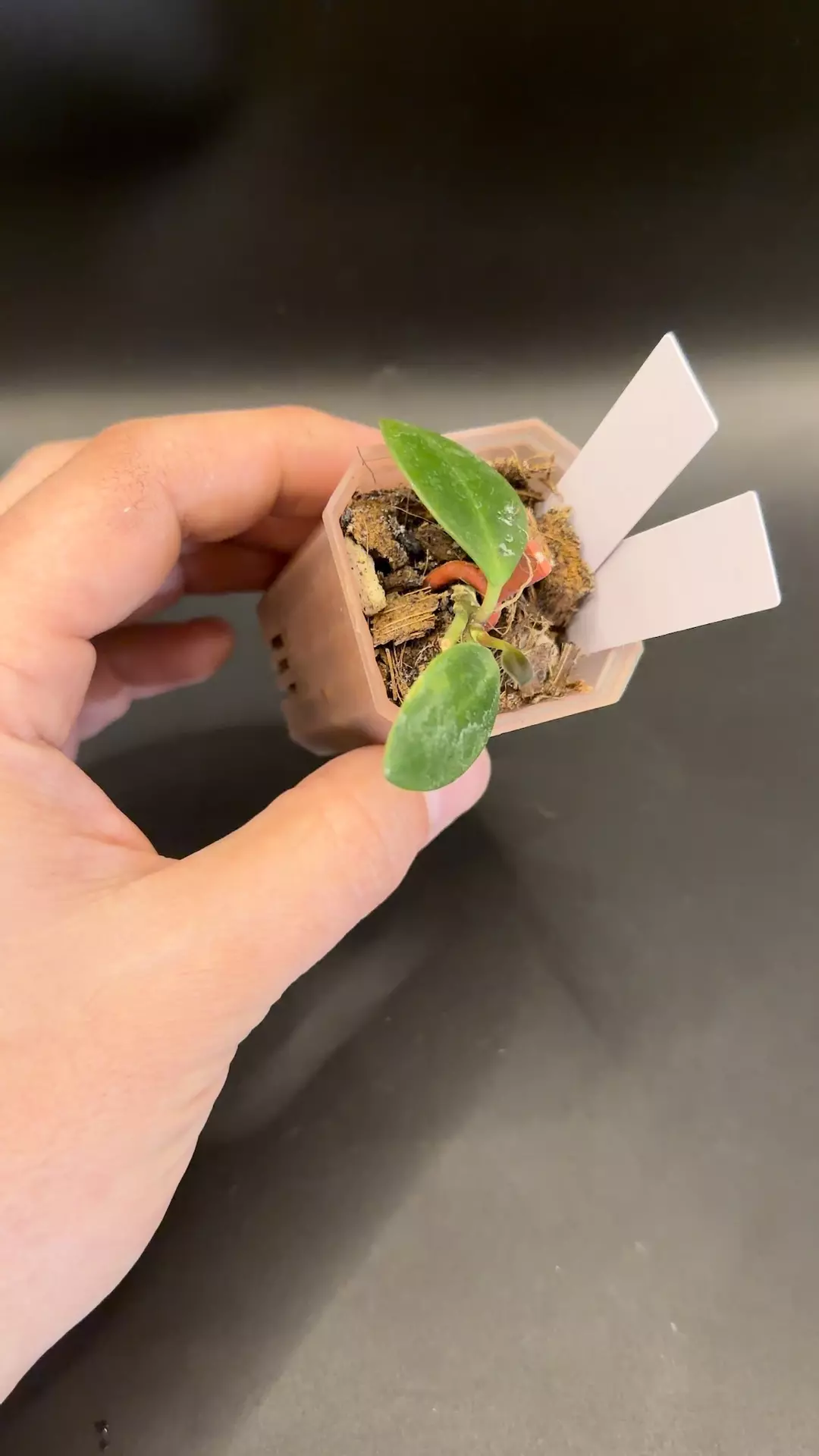 🇵🇭Hoya aff. Pubifera Sulu #40 thumbnail