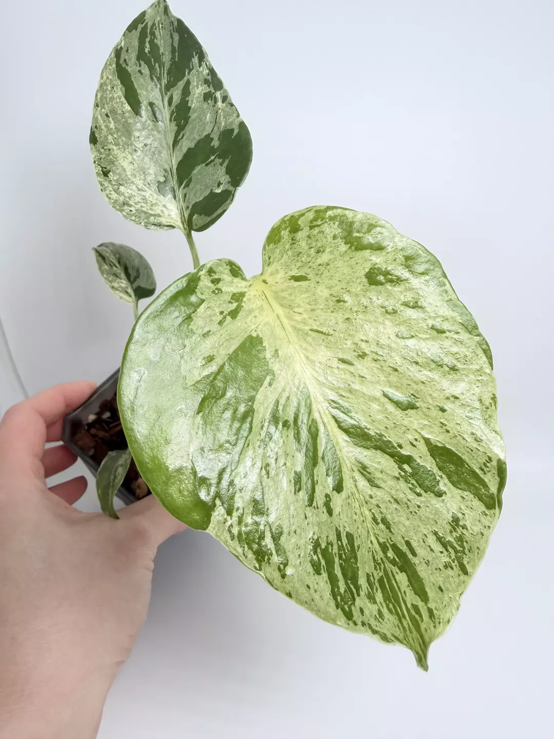 Monstera Bulbasaur 0688 thumbnail