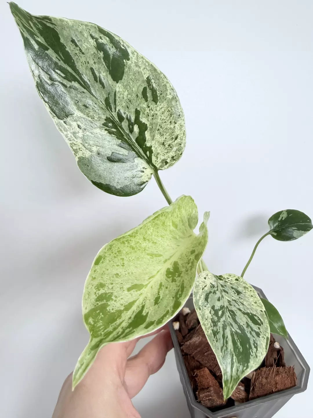 Monstera Bulbasaur 0689 thumbnail