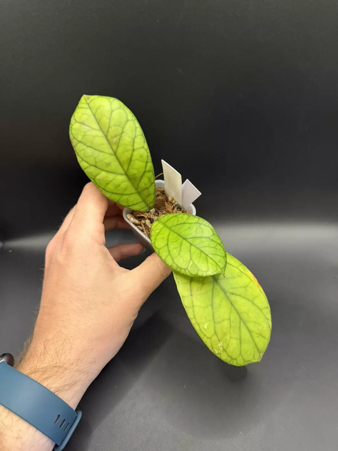 Hoya AH300 #48 thumbnail