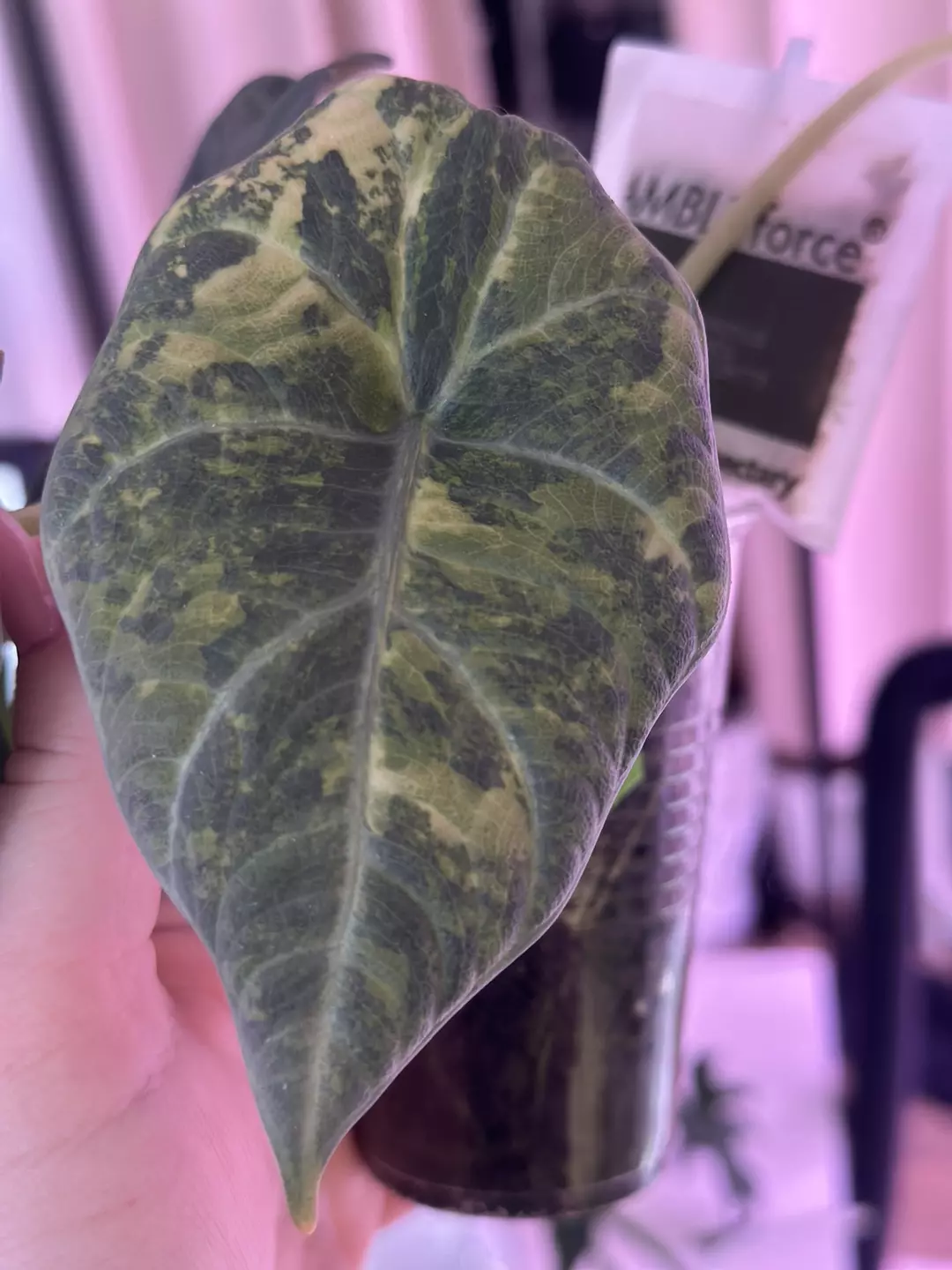 Alocasia Maharani Aurea CORM (chunky) thumbnail