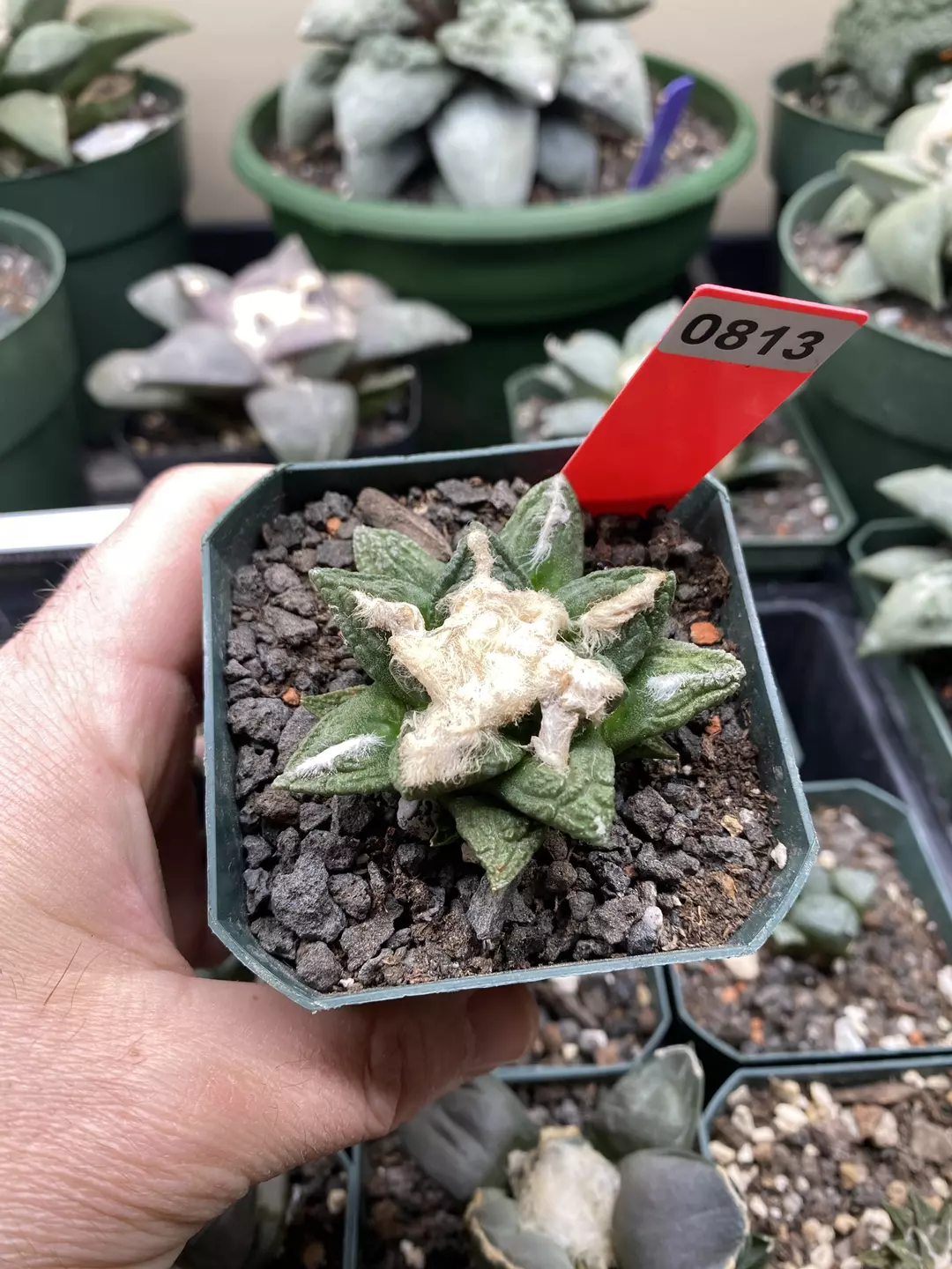813 Ariocarpus Hintonii Seed Grown thumbnail