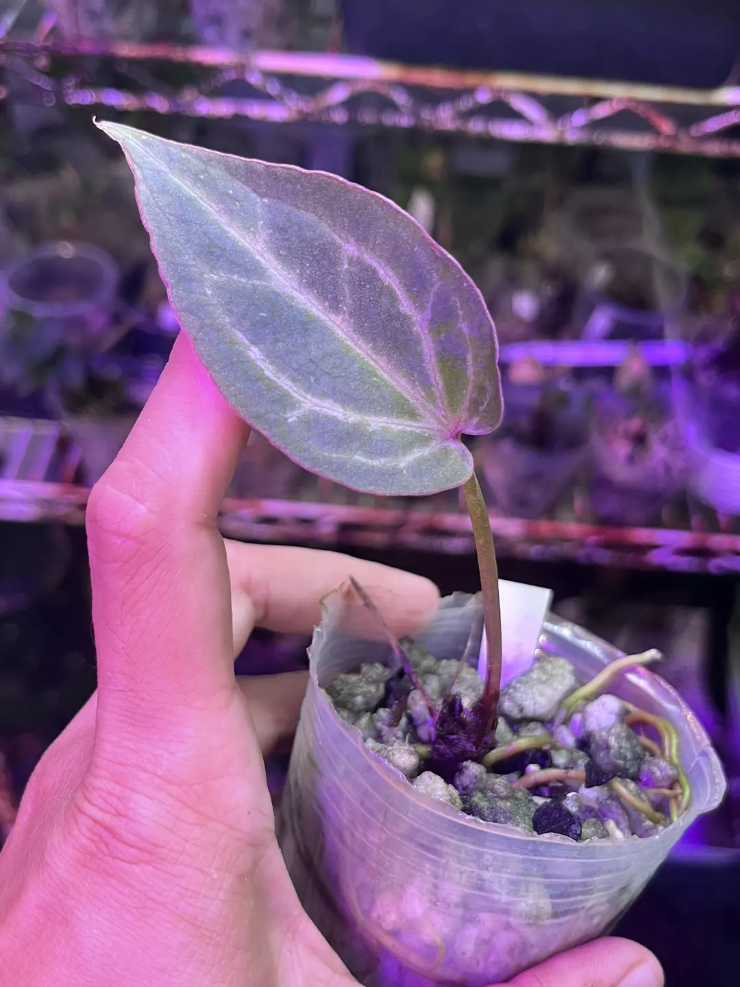 Anthurium Black Widow x Michelle division thumbnail