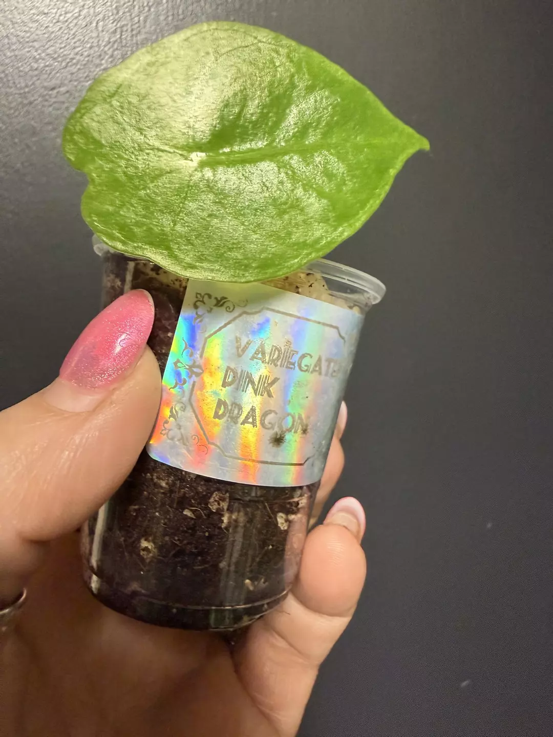 Var pink dragon pup  thumbnail