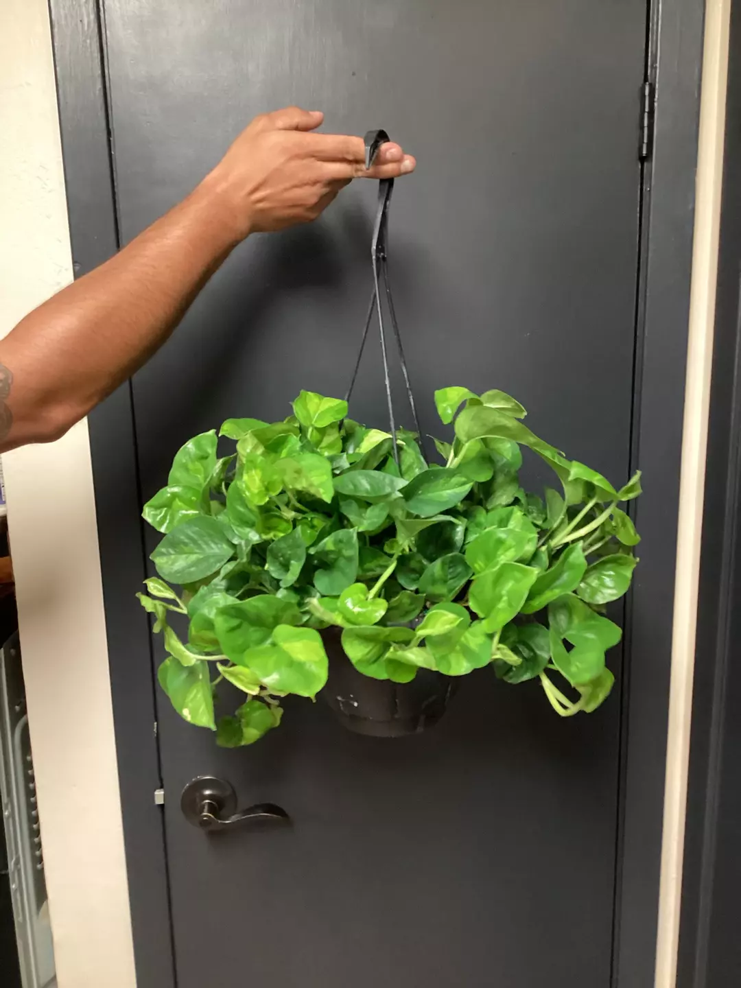 Global pothos large hanging basket  thumbnail