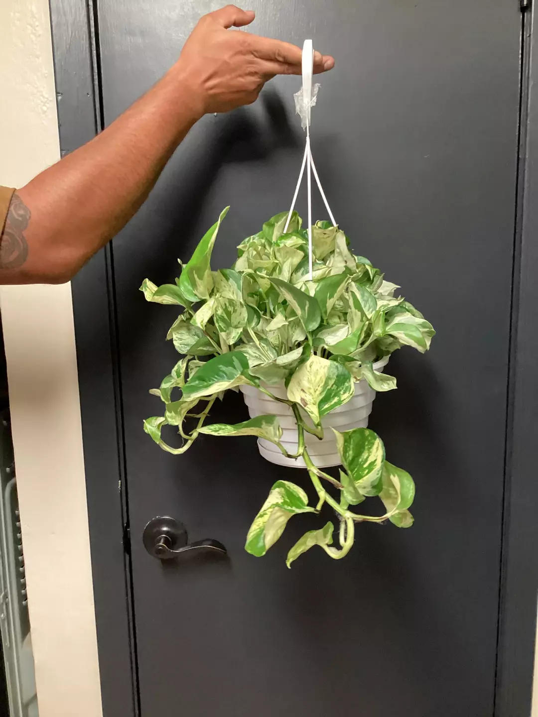 Njoy large hanging basket  thumbnail