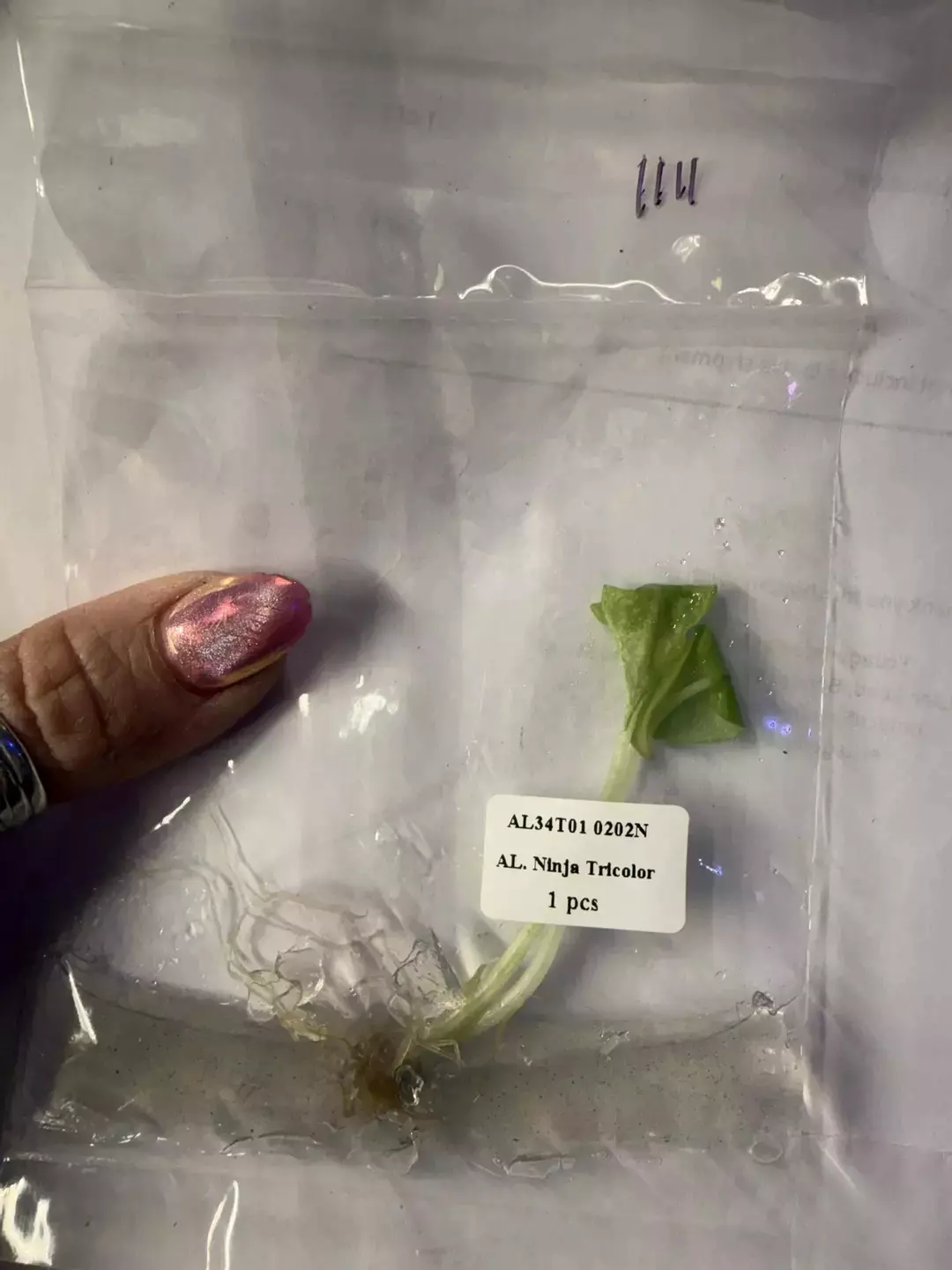 Ninja tricolor tc thumbnail