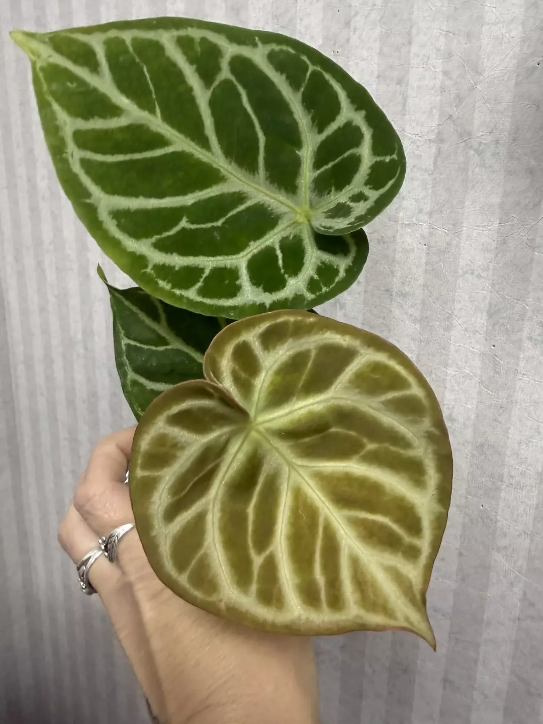 Anthurium NOID thumbnail