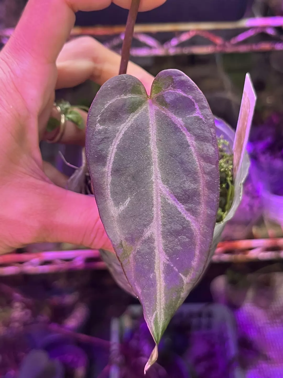 Anthurium Black Widow x Michelle division thumbnail