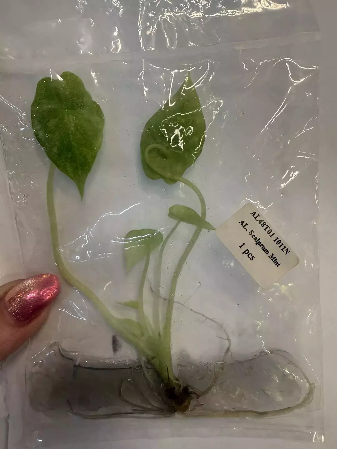 Scalprum mint tc thumbnail