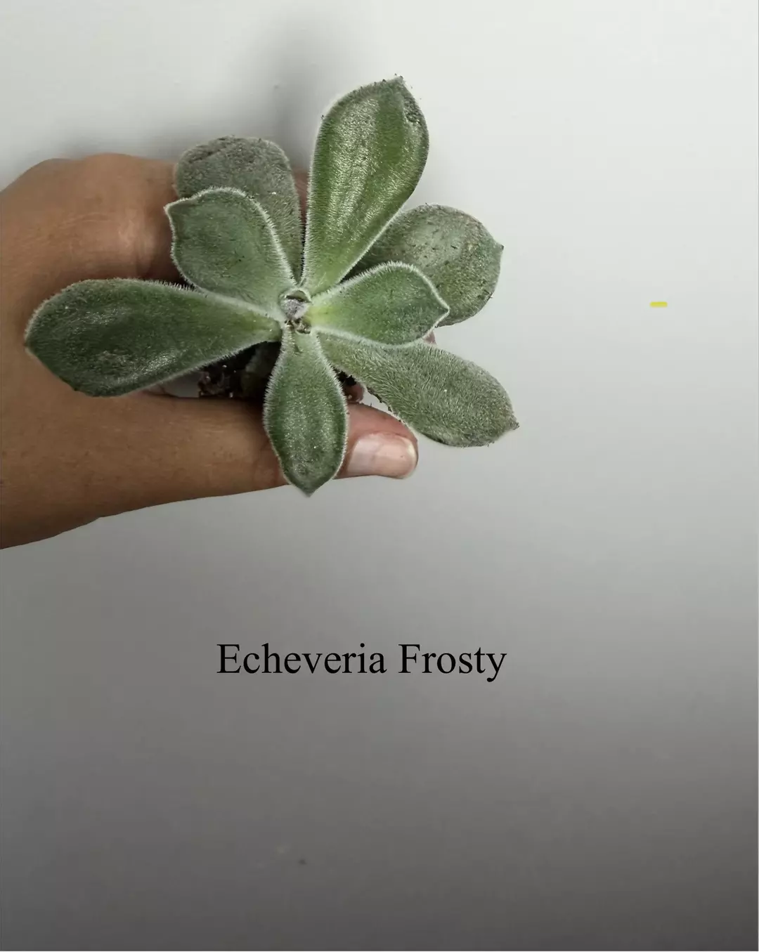 Frosty thumbnail