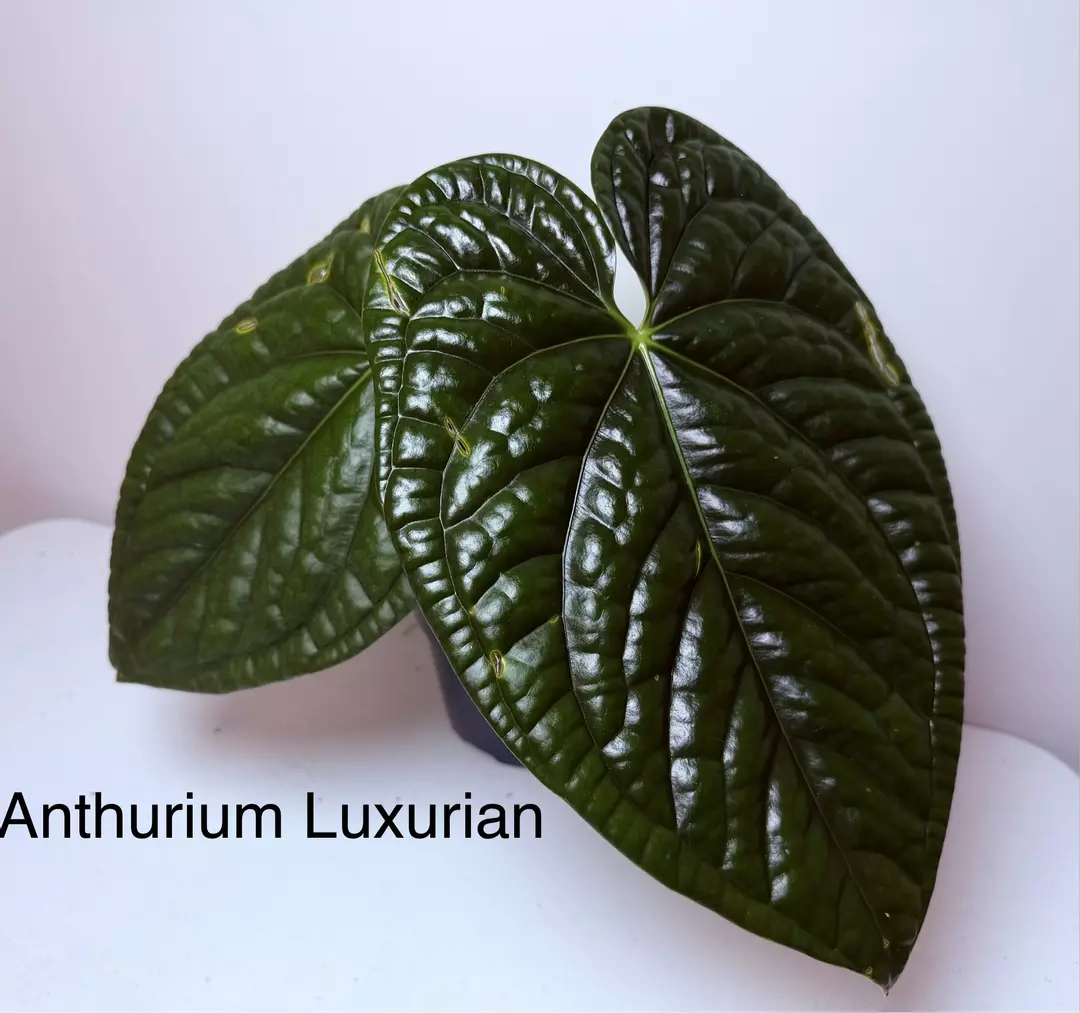 Anthurium Luxurian thumbnail