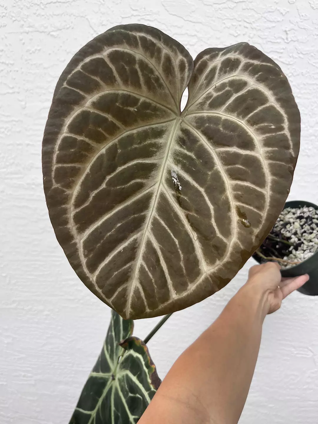 Anthurium SKG x Black Widow x Michelle division thumbnail