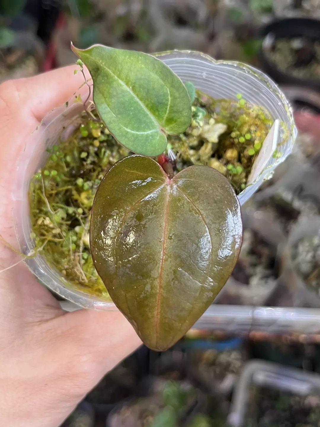 Anthurium Black Widow x Michelle division thumbnail