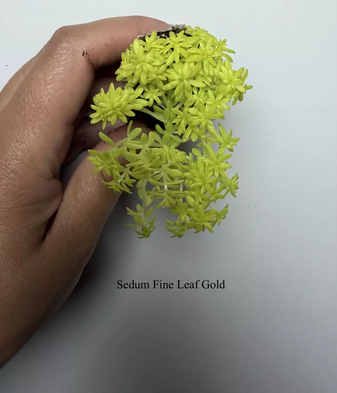Sedum thumbnail