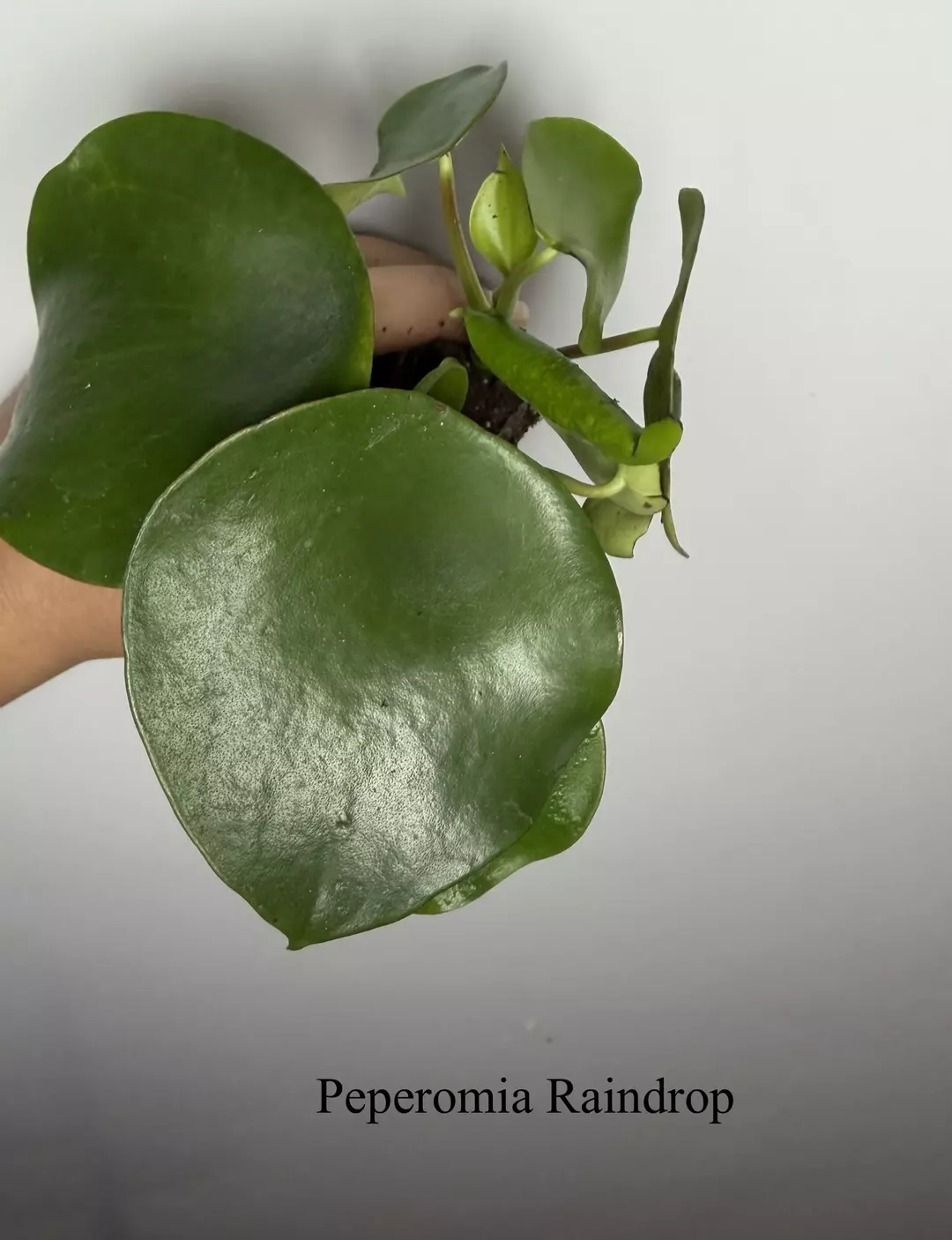 Peperomia Raindrop thumbnail