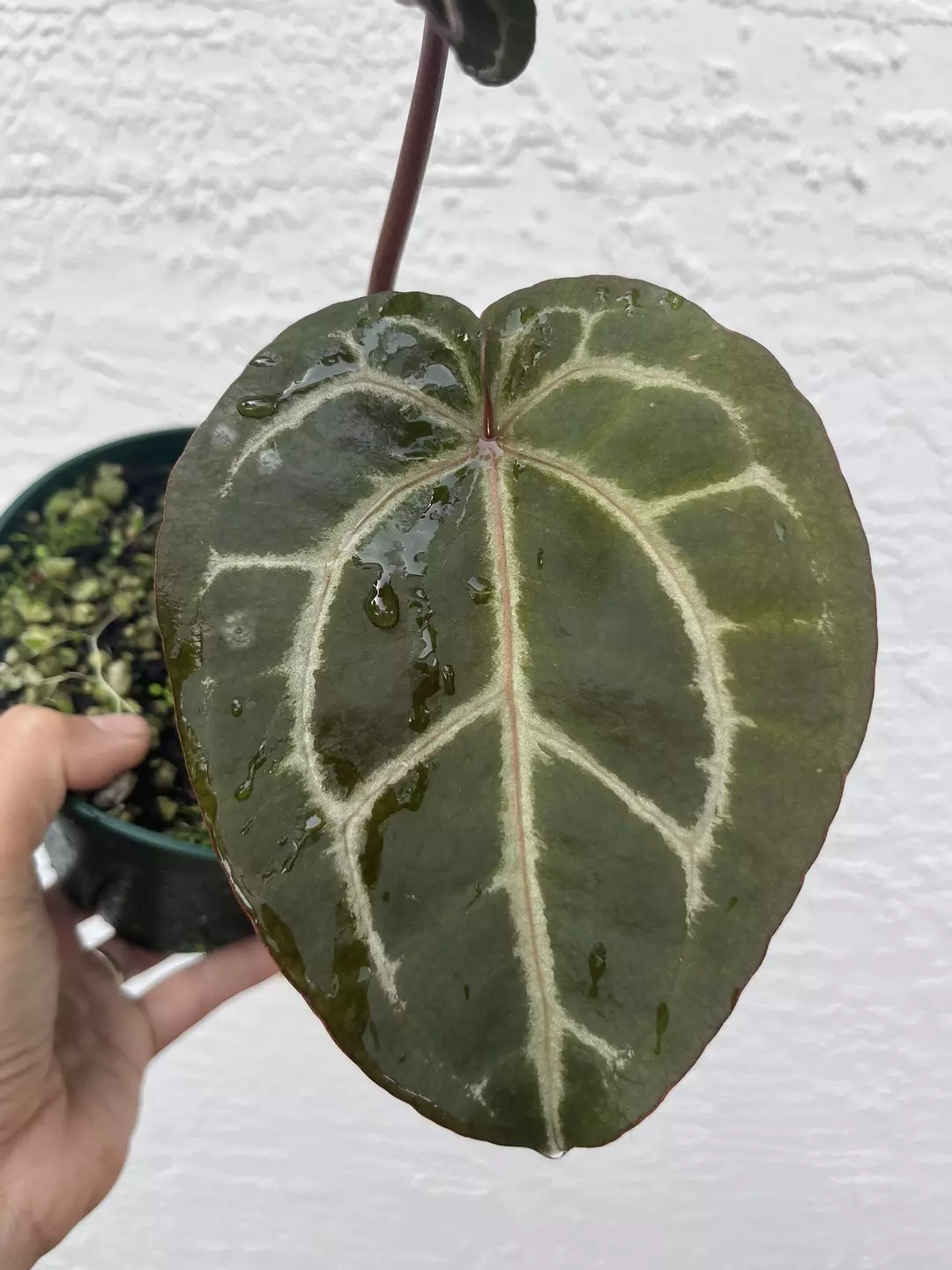 Anthurium Tim Anderson Memoriam thumbnail