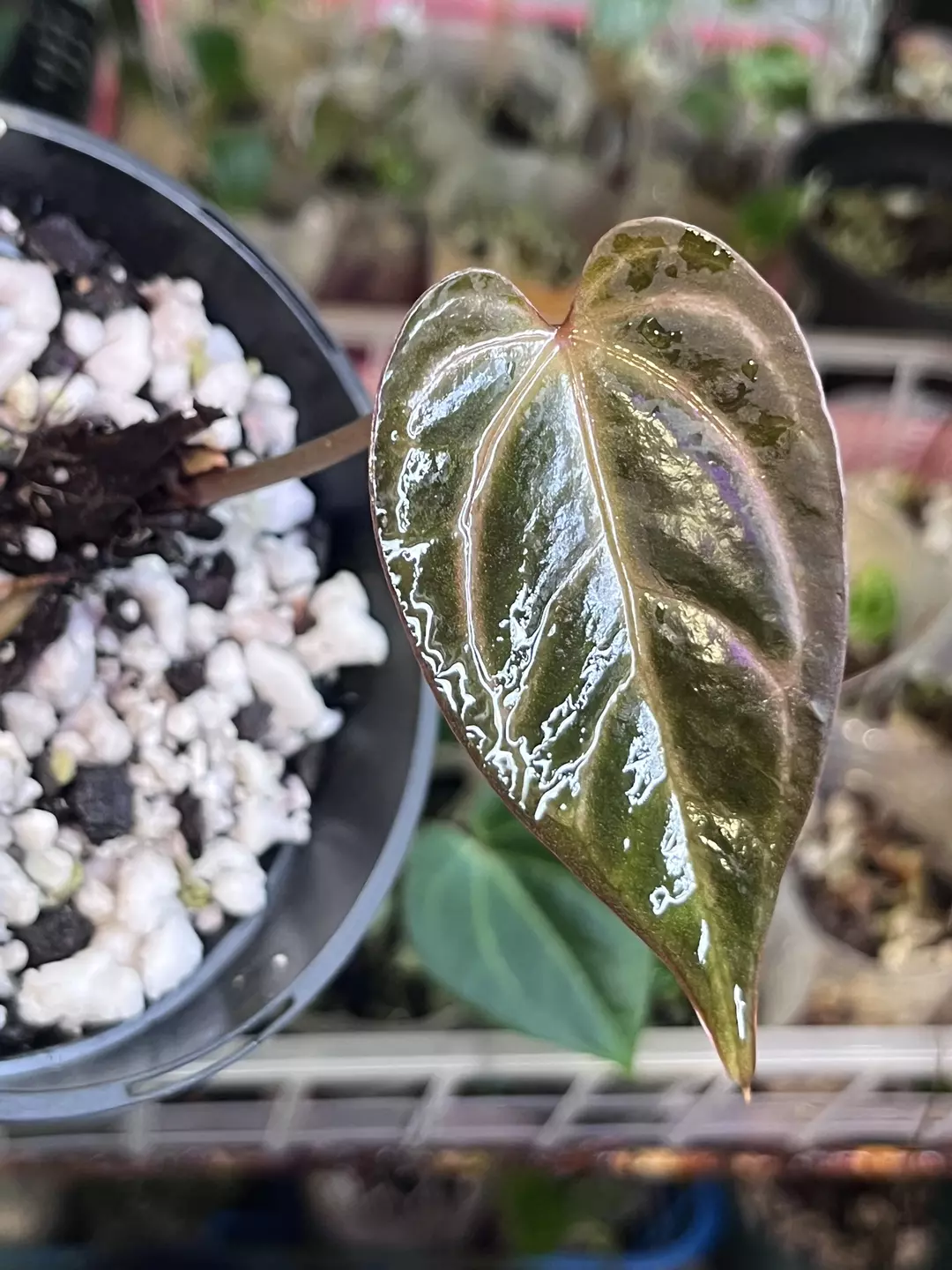 Anthurium bundle division: Zara division and AOS x Red Crystallinum thumbnail