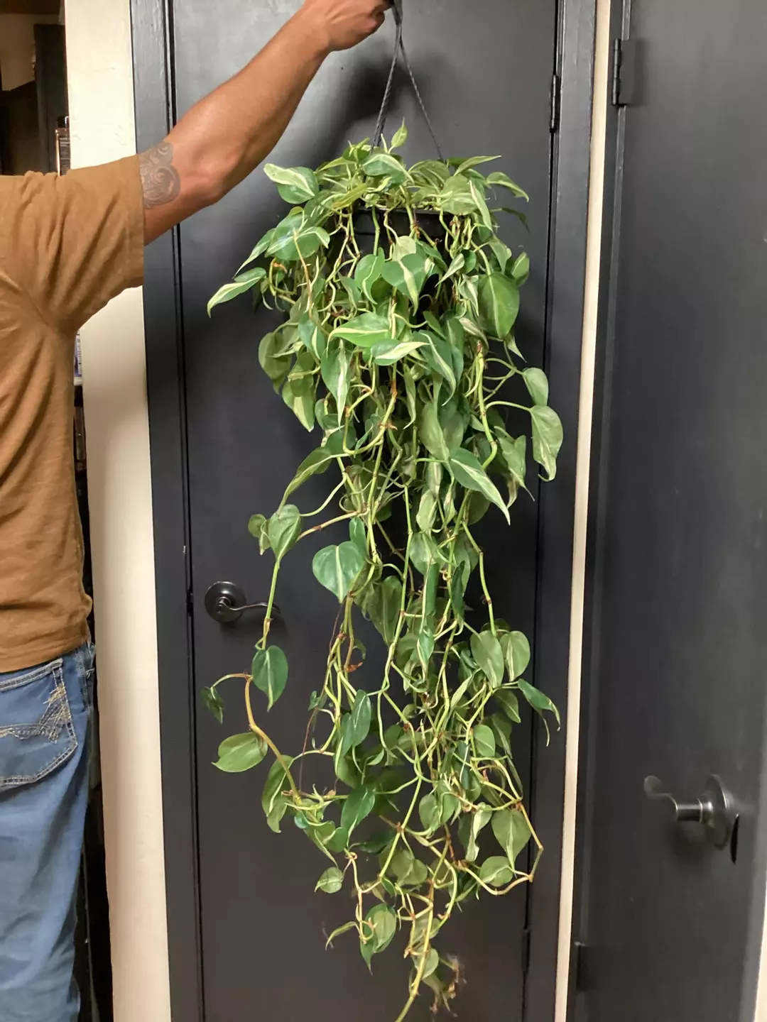 Philo Rio large hanging basket  thumbnail