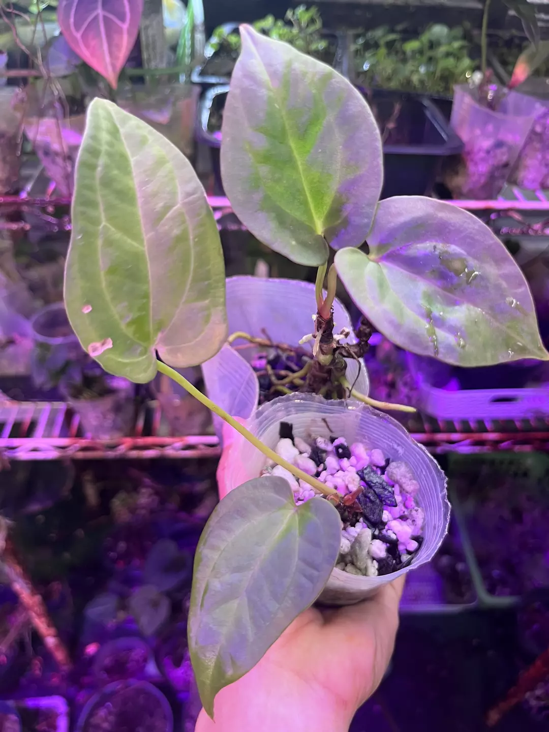 Bundle division: Stripey x AOS and Pap 8 x 5 thumbnail