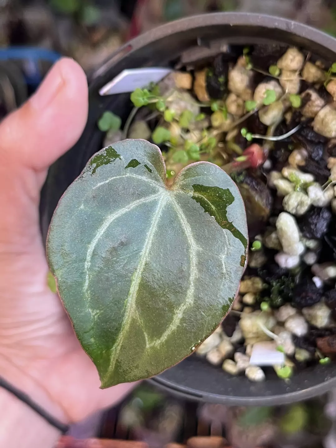 Anthurium Black Widow x Michelle division thumbnail