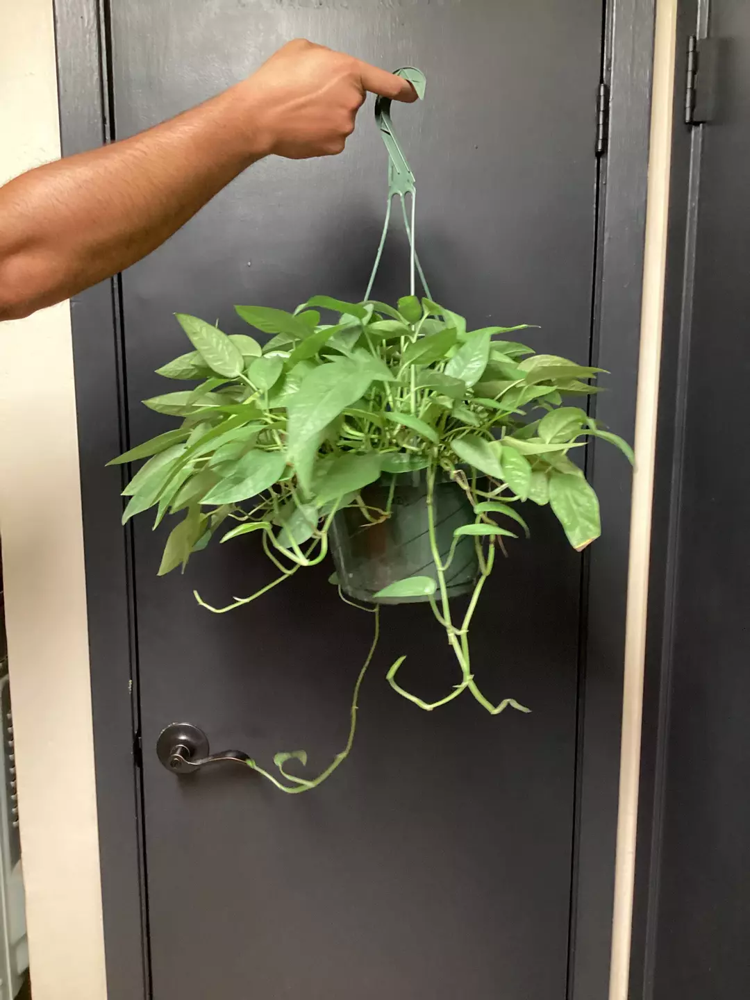 Cebu blue pothos large thumbnail